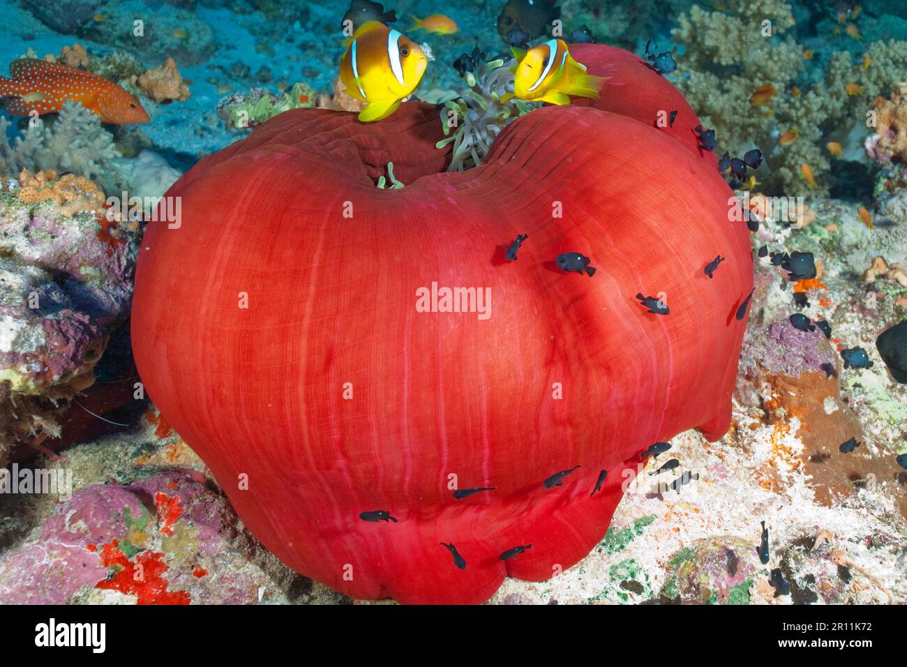 Magnifico anemone di mare (Heteractis magnifica), anemonefish mauriziano (Amphiprion chrysogaster), Oceano Indiano, Indo-Pacifico, anemone Mauritius e. Foto Stock