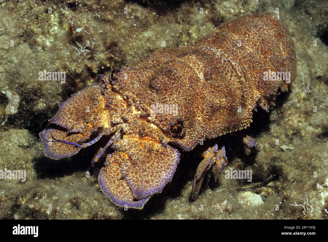 Aragosta mediterranea (Scyllarides latus), Giglio, Toscana, Italia, Europa, Mar Mediterraneo Foto Stock