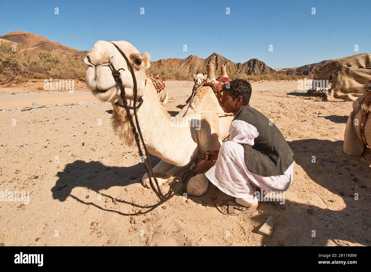 Giovane beduino seduto accanto alla dromedaria, Hurghada, deserto grigio, Egitto Foto Stock