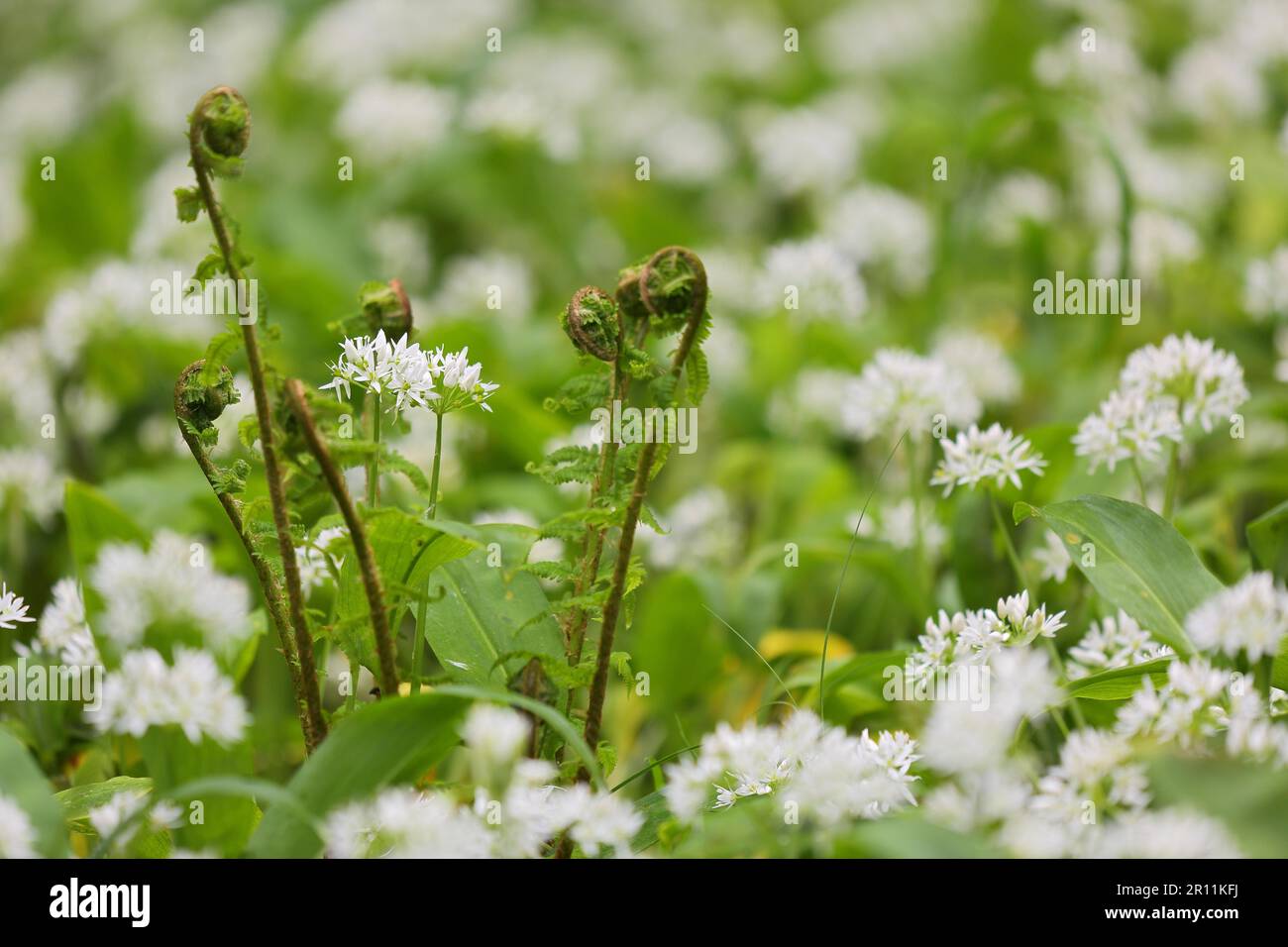 (Allium ursinum) Linzgau, Baden-Wuerttemberg, Germania Foto Stock