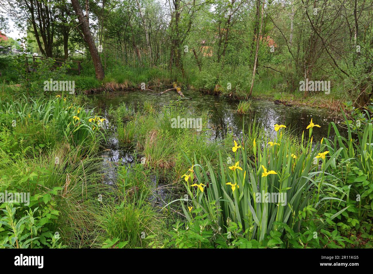 Pfrunger-Burgweiler Ried, Baden-Wuerttemberg, Iris giallo (Iris pseudacorus), Germania Foto Stock