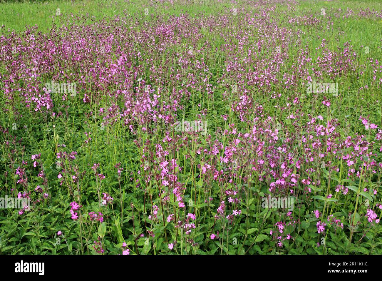 Red campion (Silene dioica), Baden-Wuerttemberg, Germania Foto Stock
