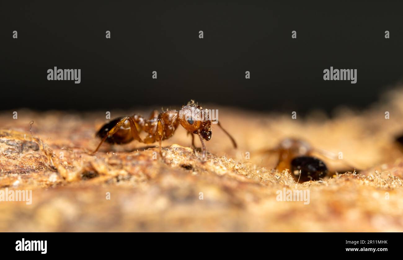 Una macro di una formica a terra Foto Stock