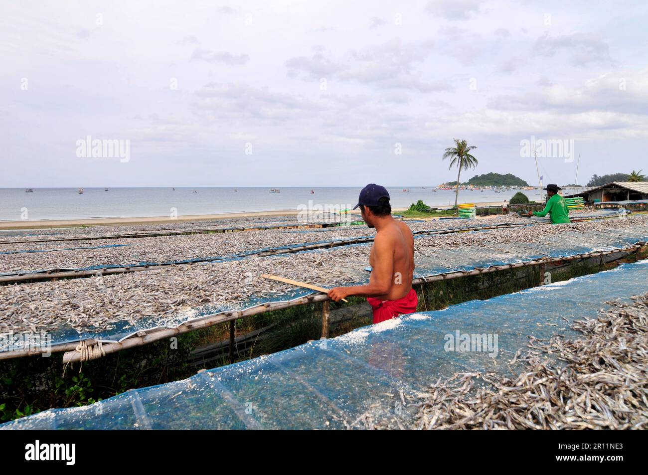 Essiccare le acciughe in un'unità di lavorazione delle acciughe a Ban Sapan, Prachuap Khiri Khan, Thailandia. Foto Stock