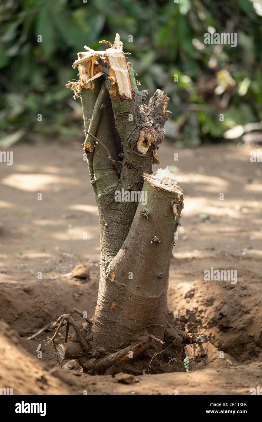 Tema giardino casa deforestazione. Primo piano di tronco di albero con radici nel suolo Foto Stock