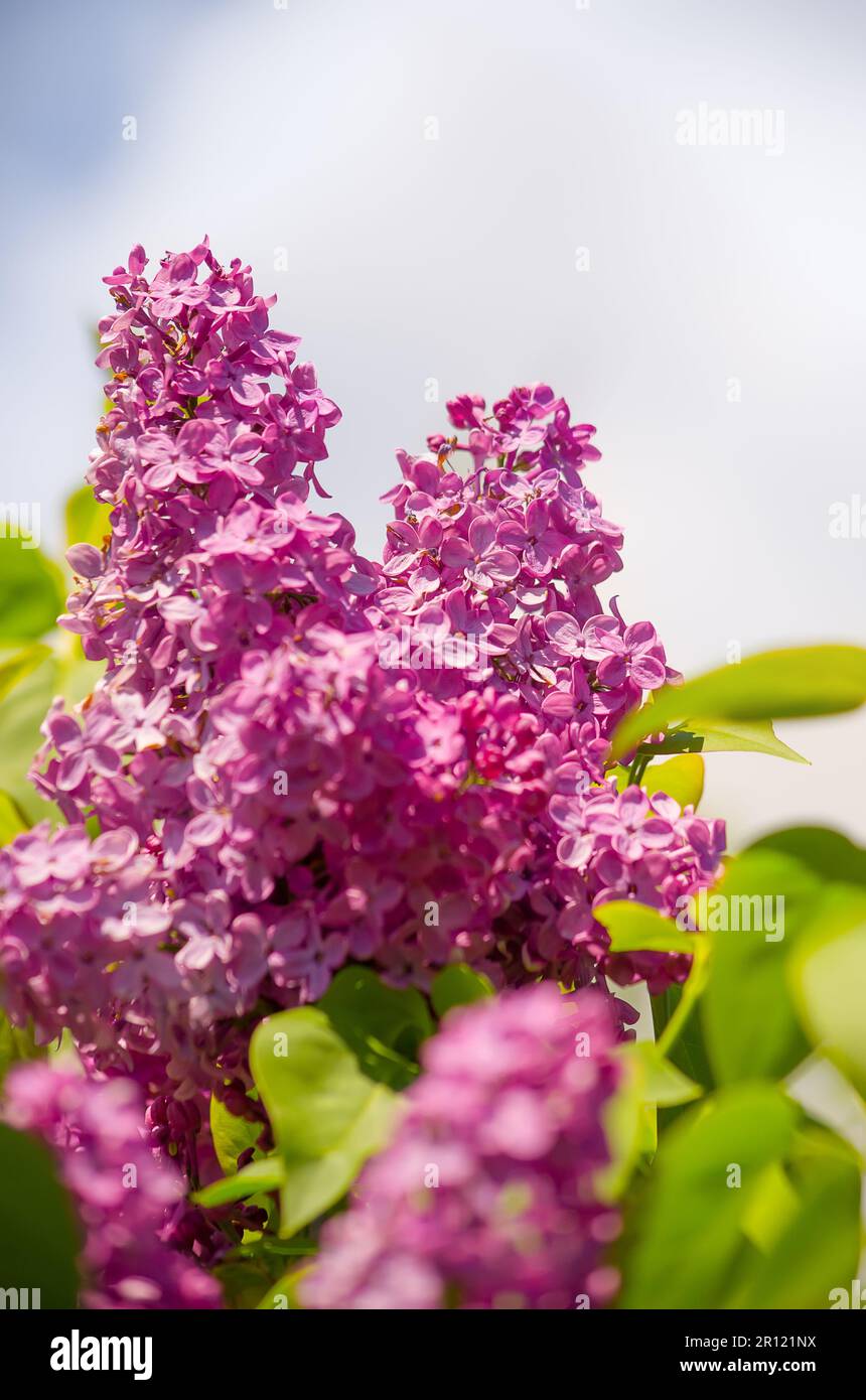 Ramo primaverile di fiore lilla closeup. Viola fiore fiori sfondo Foto Stock
