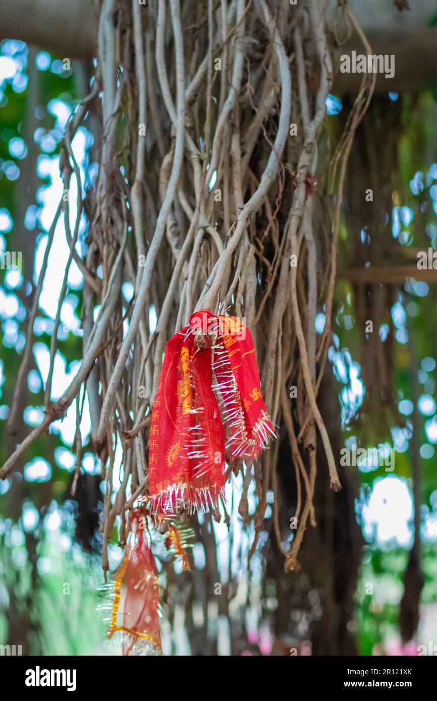 panno santo legato con radice di albero baniano al giorno da angolo piatto Foto Stock