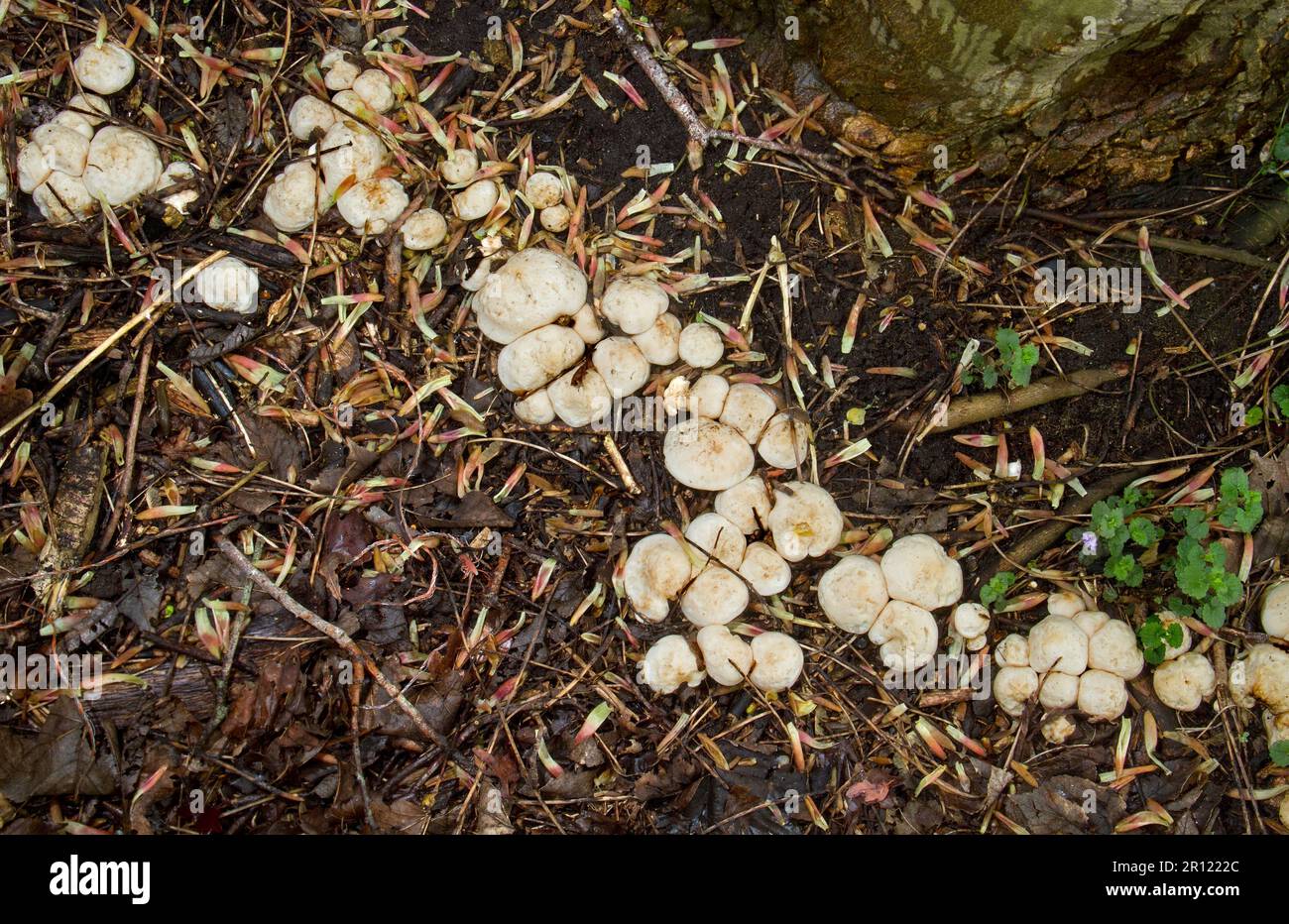 Fila di San I funghi di Giorgio, che crescono su una radice sotterranea di un albero morto Foto Stock