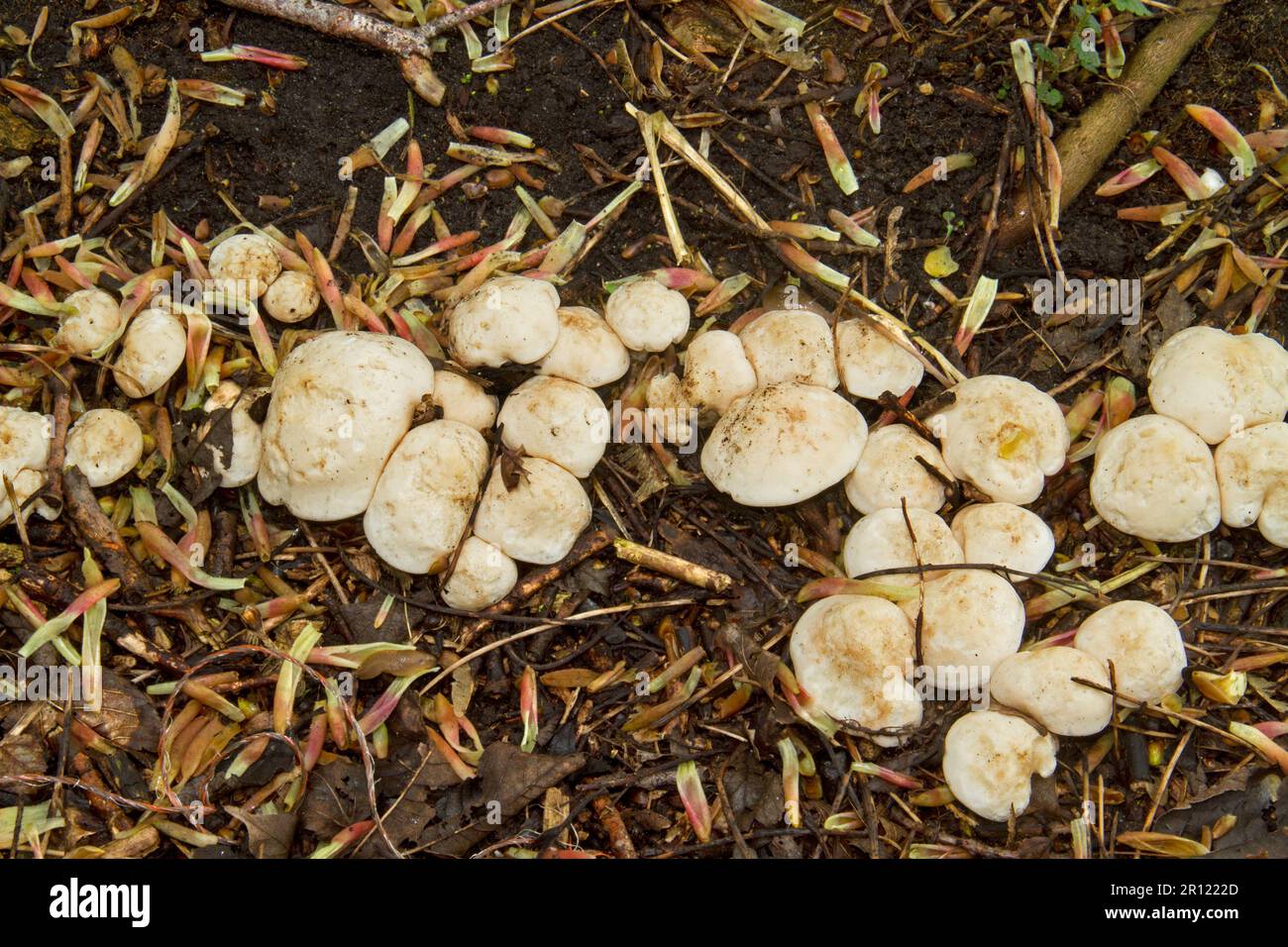 Fila di San I funghi di Giorgio, che crescono su una radice sotterranea di un albero morto Foto Stock