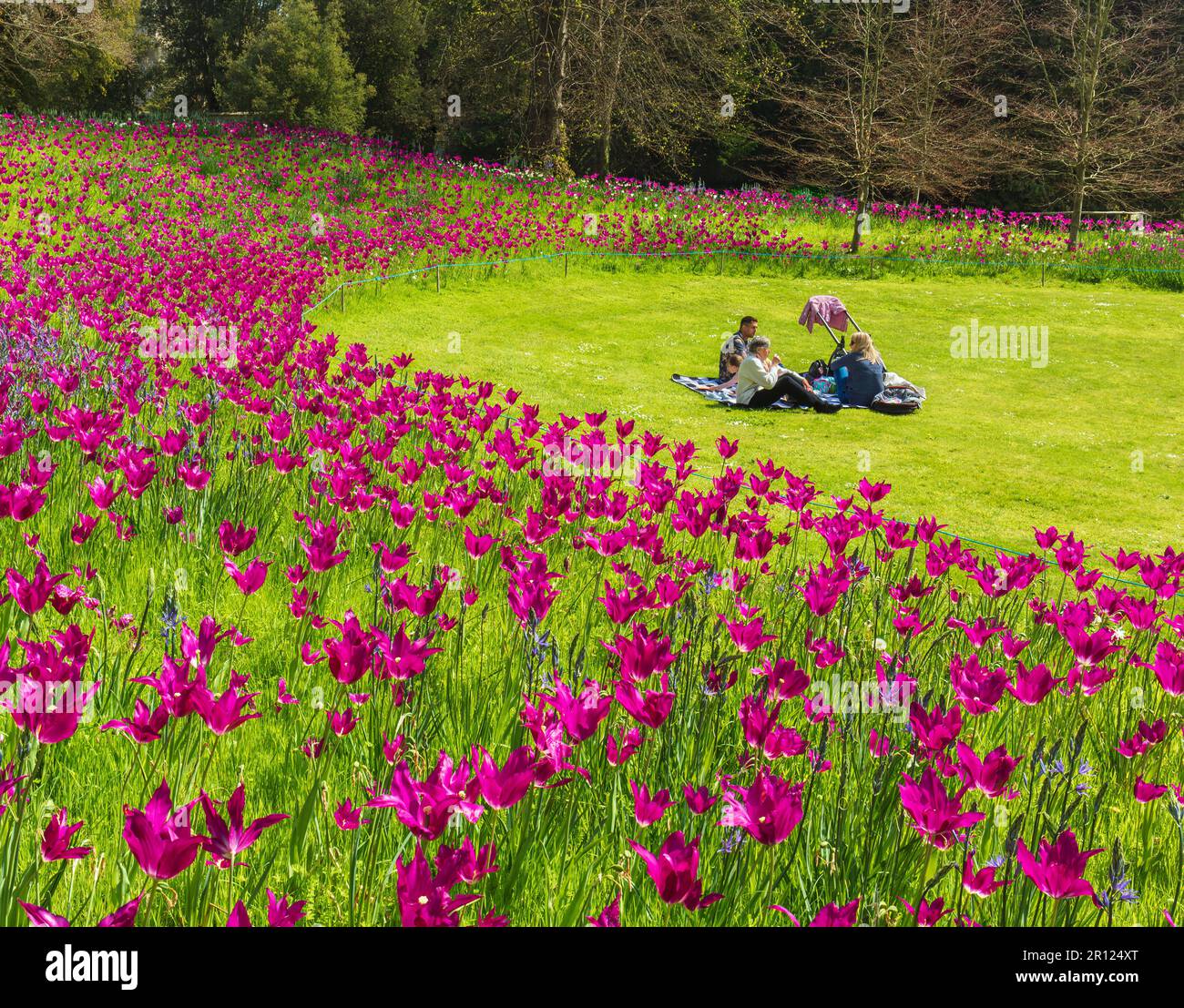 Picnic in un campo di tulipani. Foto Stock