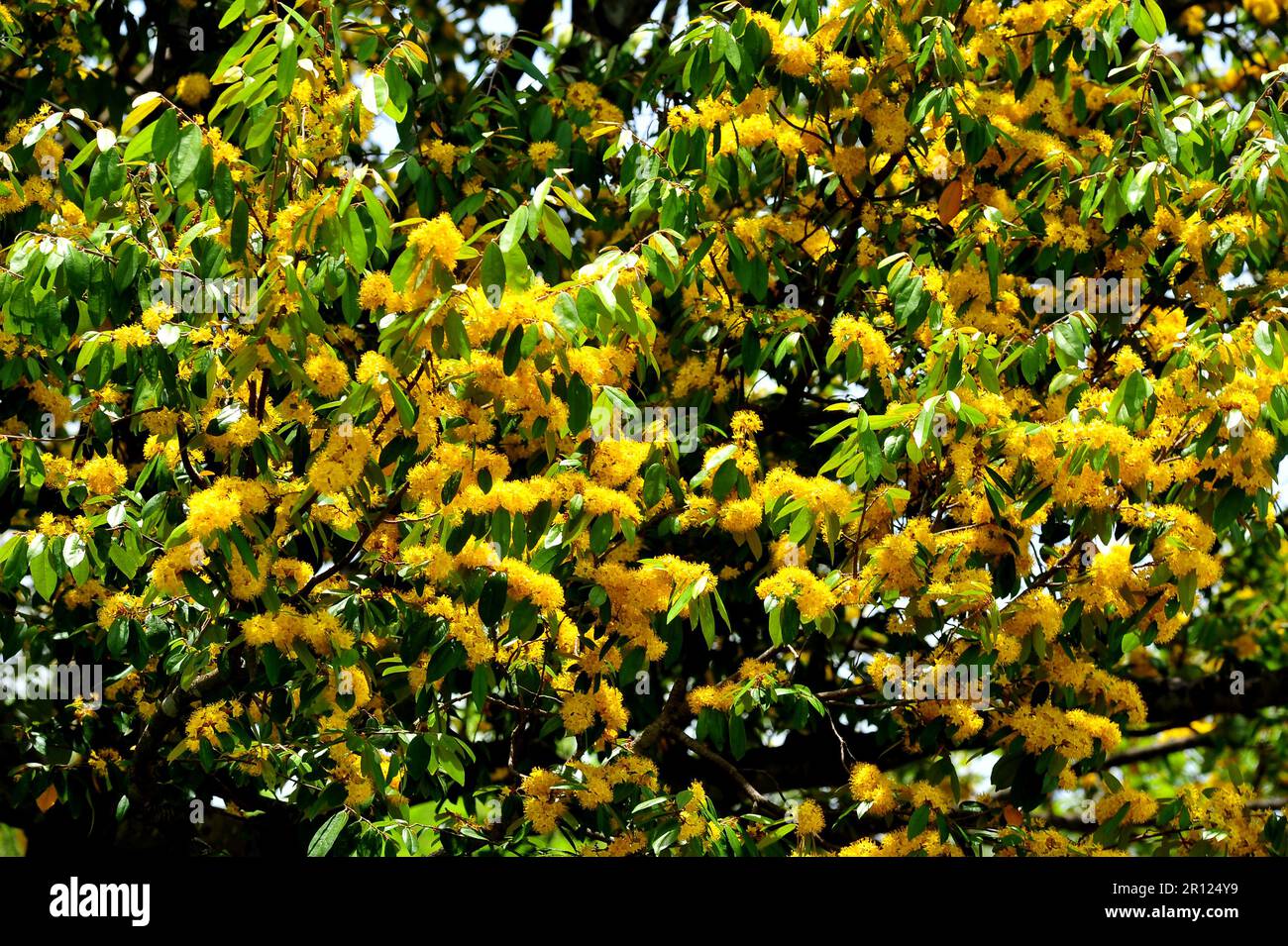Stella gialla fiori o Schoutenia glomerata re subsp.peregrina (Craib Roekm). Foto Stock