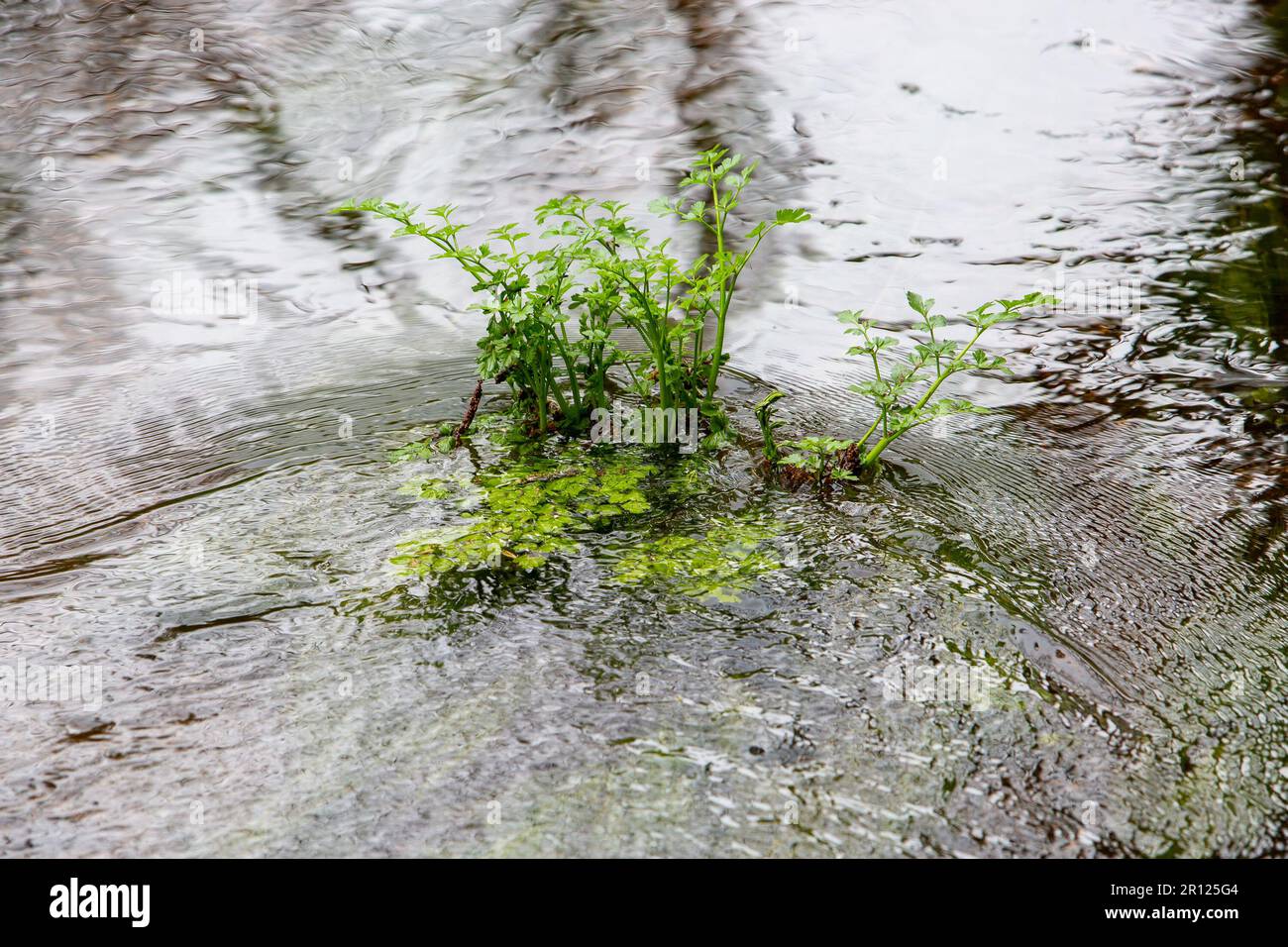 Acqua sedano o dropwort che cresce in un fiume in Irlanda Foto Stock