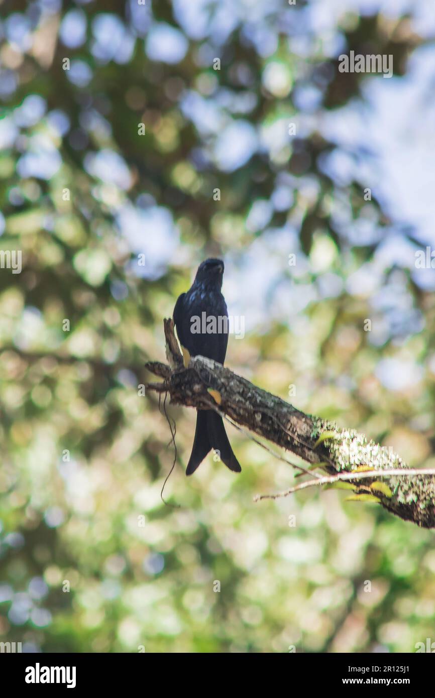 Nero Drongo su un ramo Un piccolo uccello eruttante Nero Drongo i capelli su tutto il corpo sono neri. La punta della coda è appuntita come una coda di pesce. Foto Stock