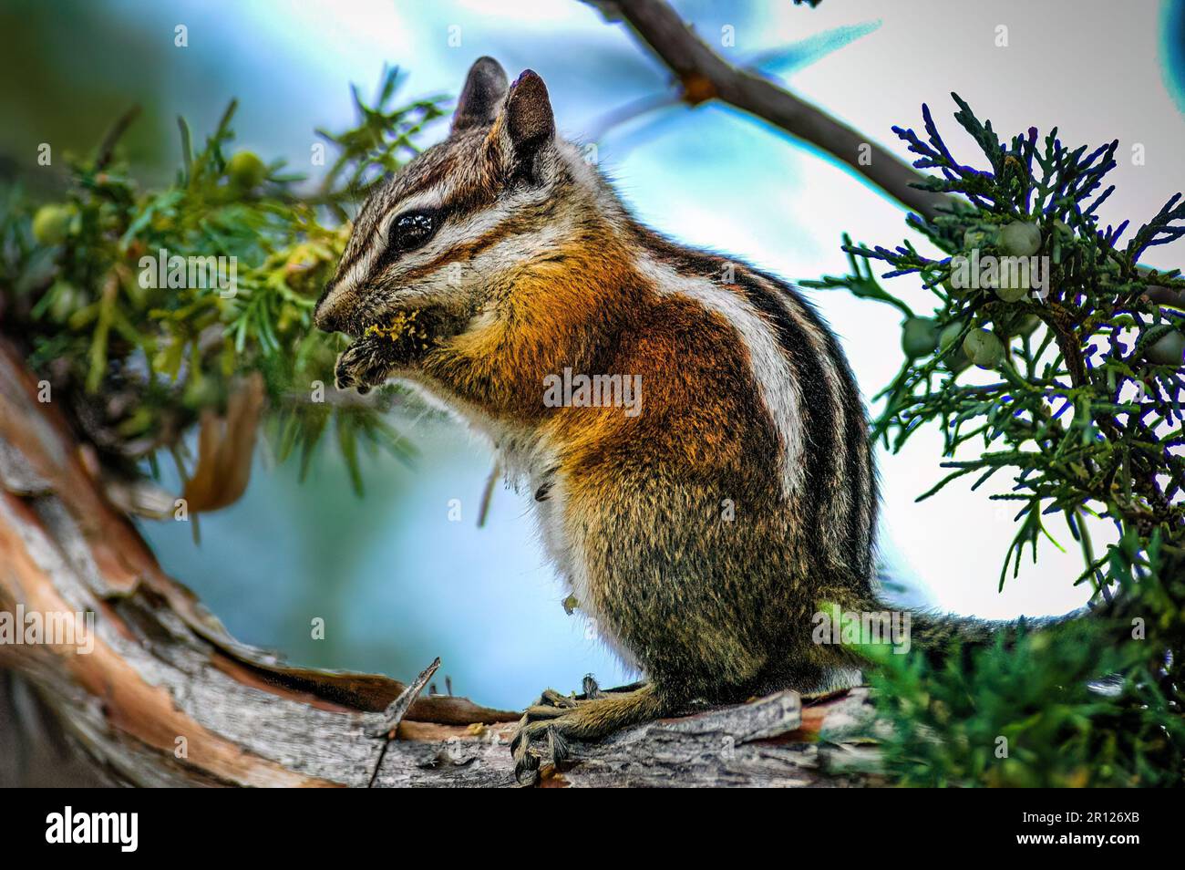 Un chipmunk appollaiato su un ramo dell'albero che mangia Foto Stock