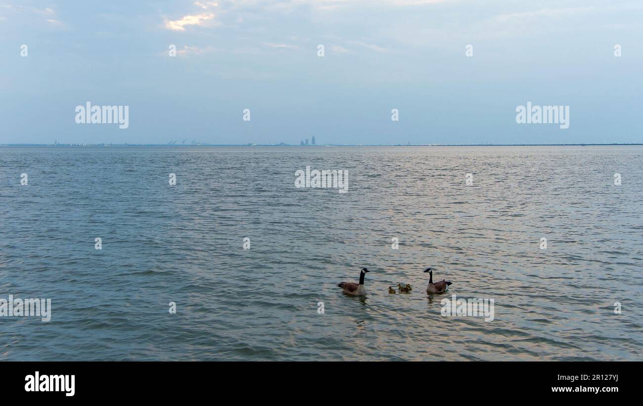 Oche e gabbie su Mobile Bay Foto Stock