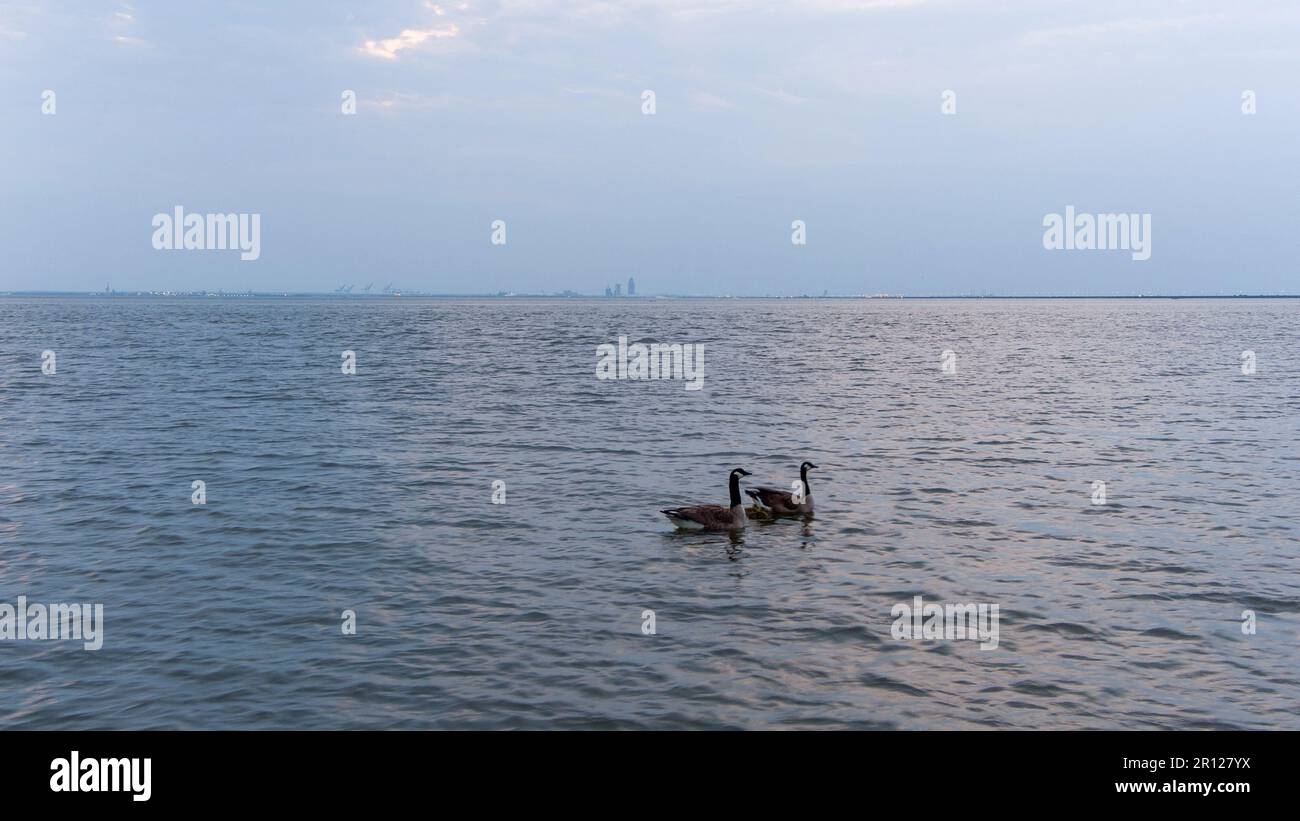 Oche e gabbie su Mobile Bay Foto Stock