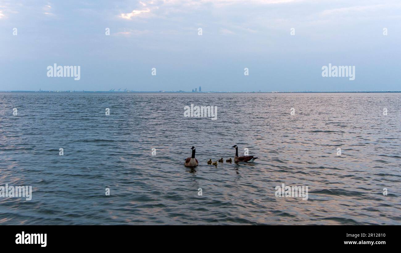 Oche e gabbie su Mobile Bay Foto Stock