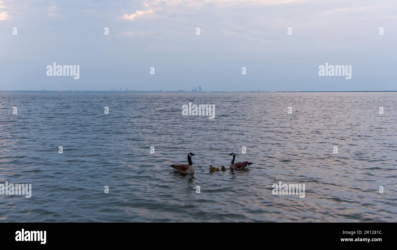 Oche e gabbie su Mobile Bay Foto Stock