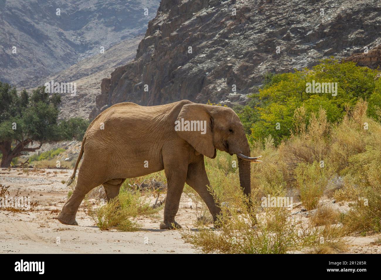 Elefante (Loxodonta africana), camminando attraverso la sabbia profonda nel deserto asciutto letto di fiume. La polvere vola nell'aria. Fiume Hoanib, Damaraland, Namibia, Africa Foto Stock