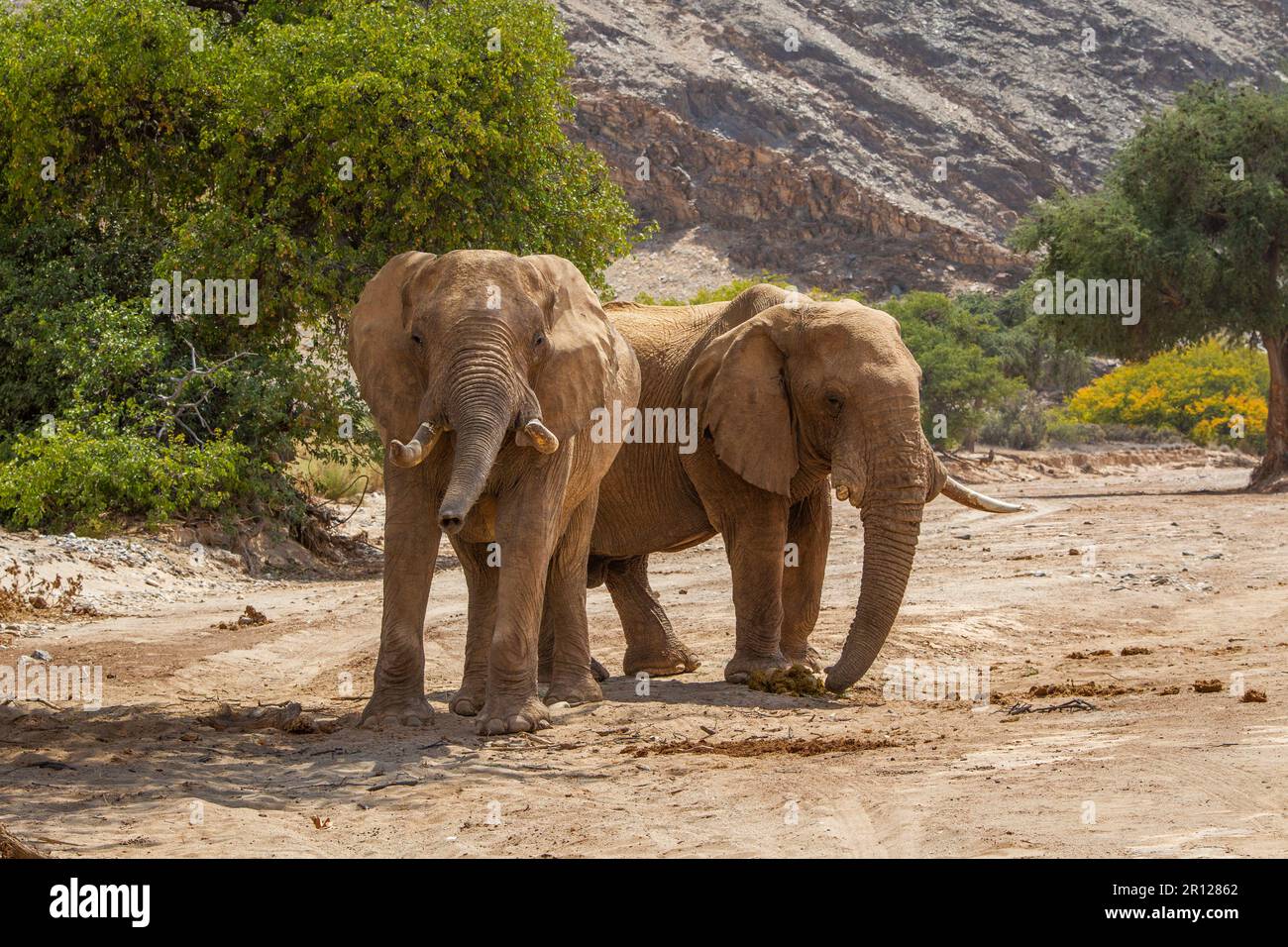 Gruppo di tori elefanti (Loxodonat africana), in piedi nel letto secco del fiume. Fiume Hoanib, Damaraland, Namibia, Africa Foto Stock