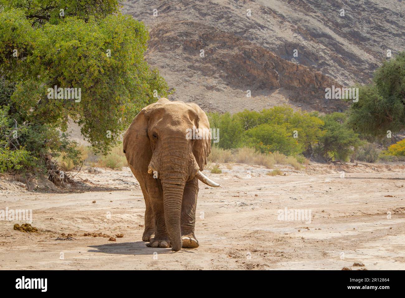 toro dell'elefante (Loxodonat africana), in avvicinamento, a piedi sul letto asciutto del fiume. Fiume Hoanib, Damaraland, Namibia, Africa Foto Stock