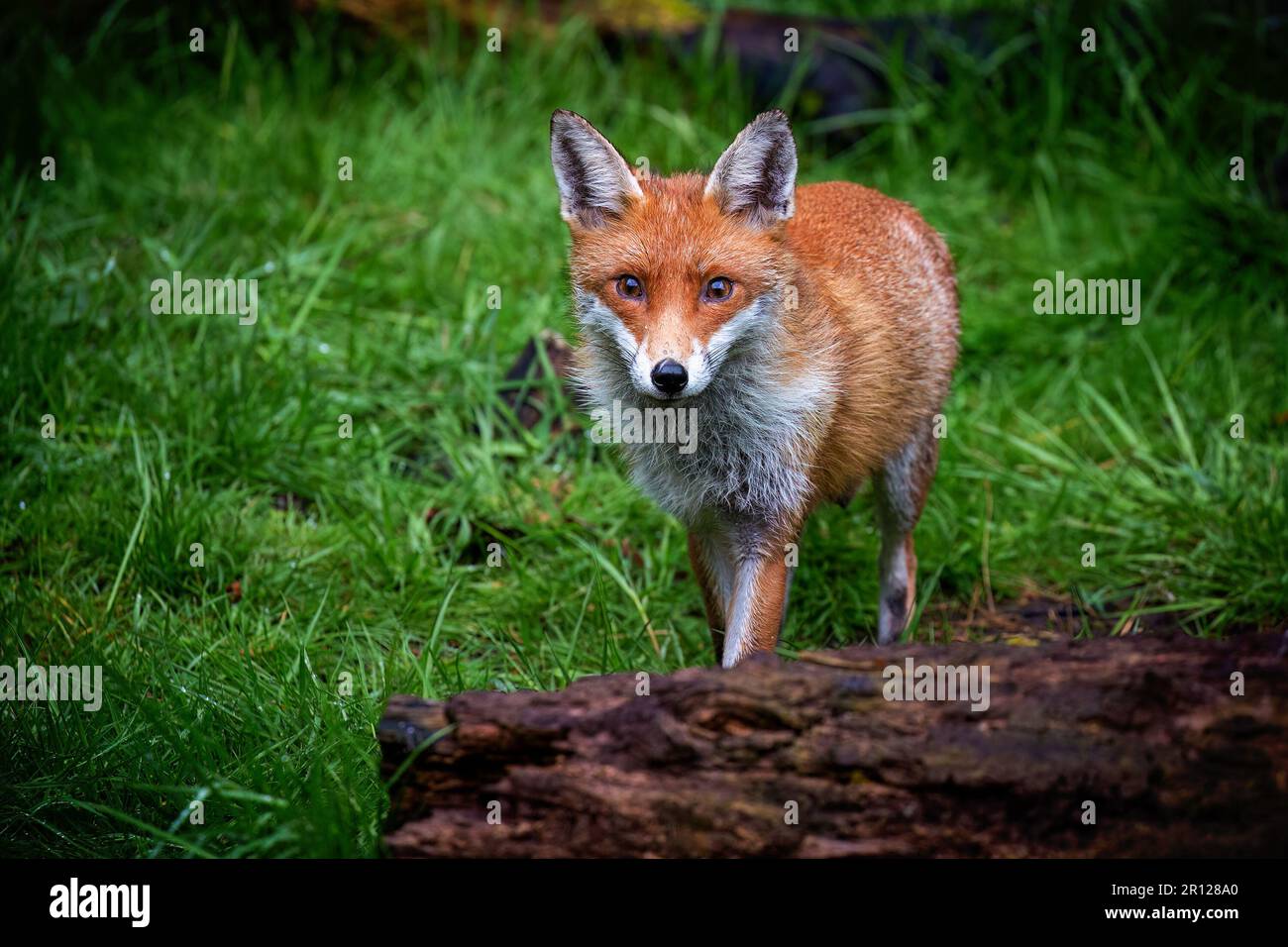 Una magnifica volpe rossa selvaggia (vulpes Vulpes) a caccia di cibo nei boschi. Foto Stock