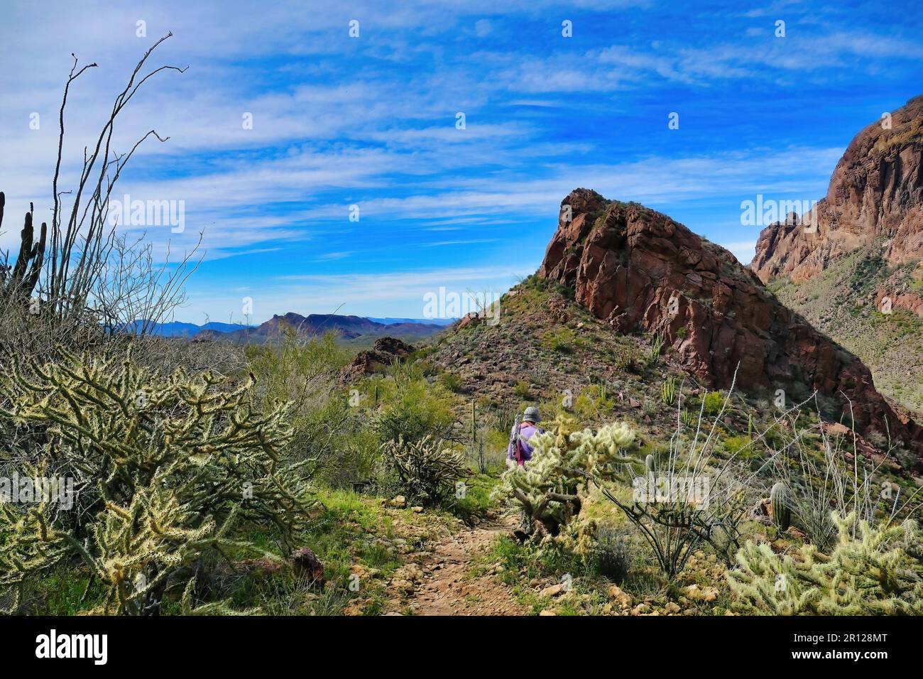 Paesaggio desertico con un irriconoscibile escursionista lungo la salita al toro pascolo nelle montagne Ajo, Organ Pipe Cactus National Monument, Arizona Foto Stock