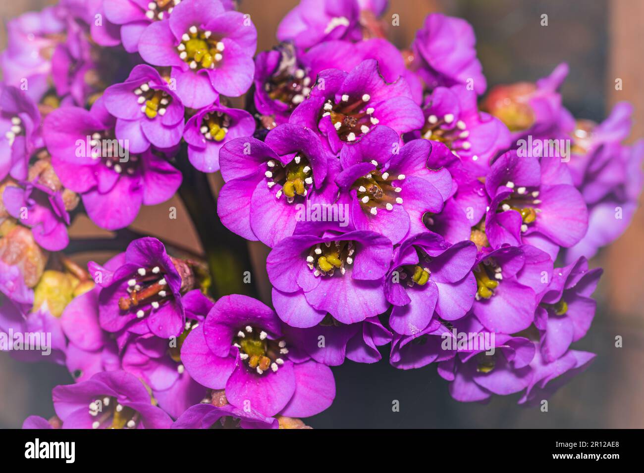 Primo piano dei fiori di bergenia. Foto Stock