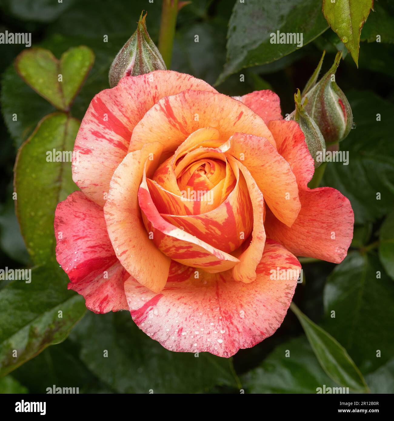 'Frida Kahlo' Floribunda Rose in fiore Foto Stock