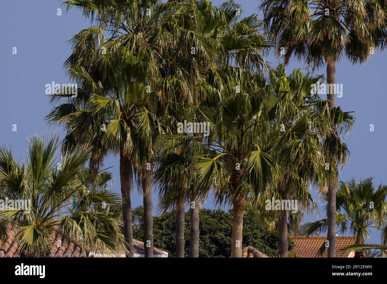 Alberi di palma, roquetas de mar, almeria, spagna Foto Stock