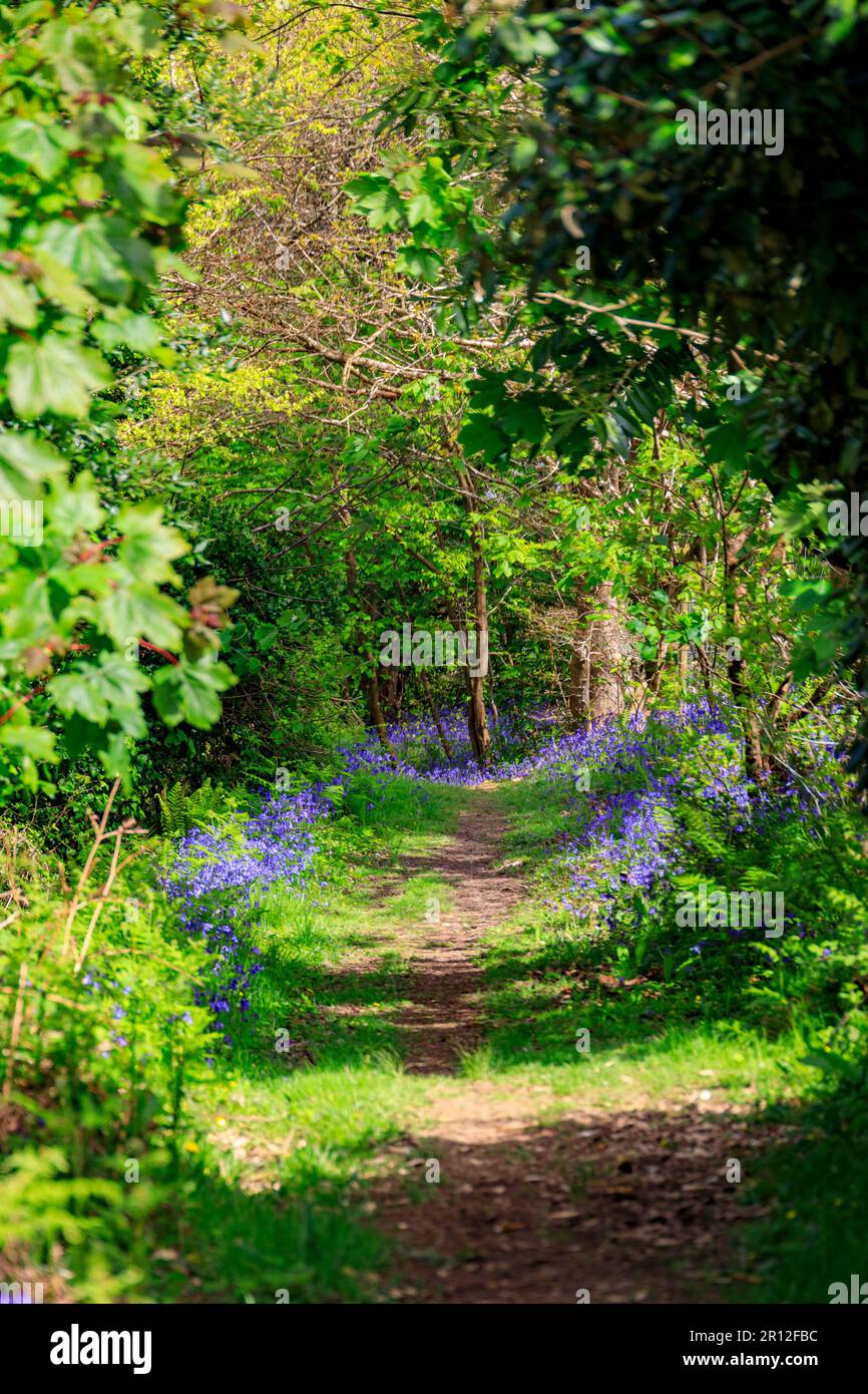 Ombra appicchiata, sole e bluebells nel bosco al Mount Edgcumbe Country Park, Cornovaglia, Inghilterra, Regno Unito Foto Stock