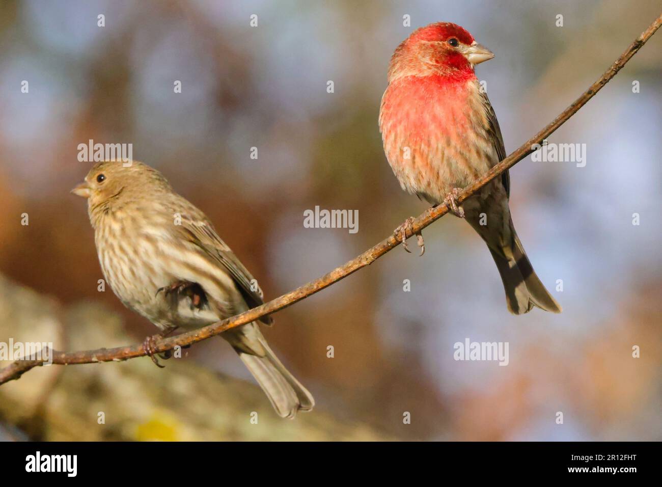 Un paio di trincee di casa appollaiate su un ramoscello. Mexicanus emoroico. Foto Stock