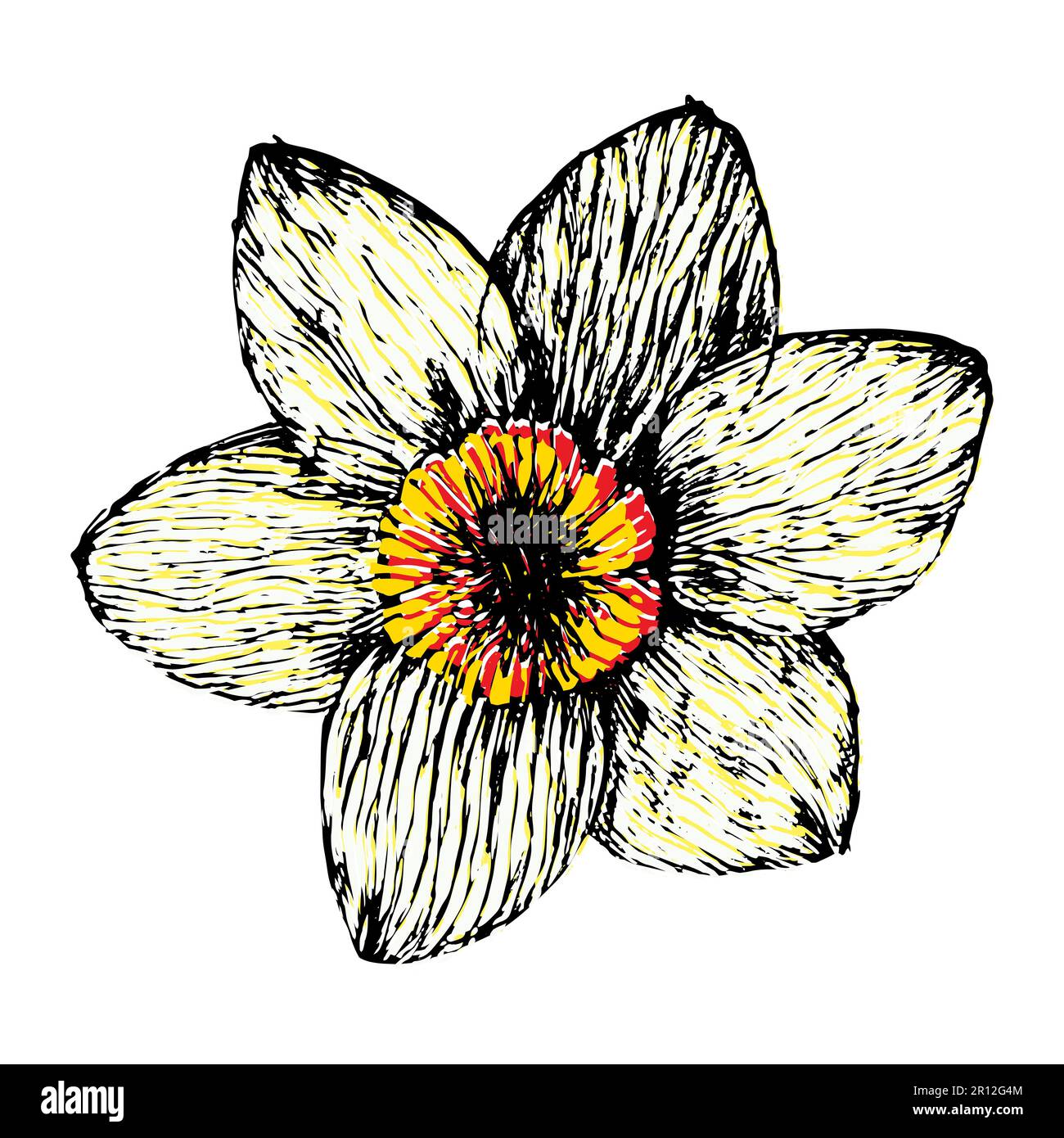 bel fiore bianco di daffodil disegnato a mano in tecnica linocut, illustrazione vettoriale Foto Stock