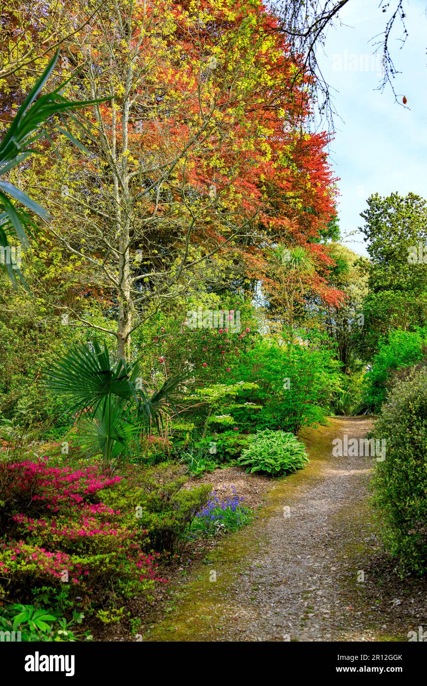 La nuova e colorata crescita delle foglie nell'American Garden nel Mount Edgcombe Country Park, Cornovaglia, Inghilterra, Regno Unito Foto Stock