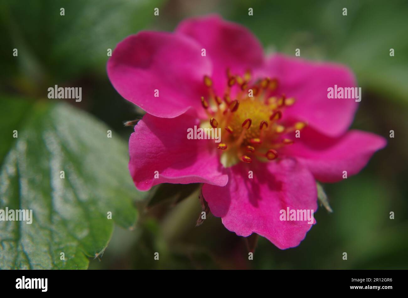 Rosso fragola Blossom. Foto Stock