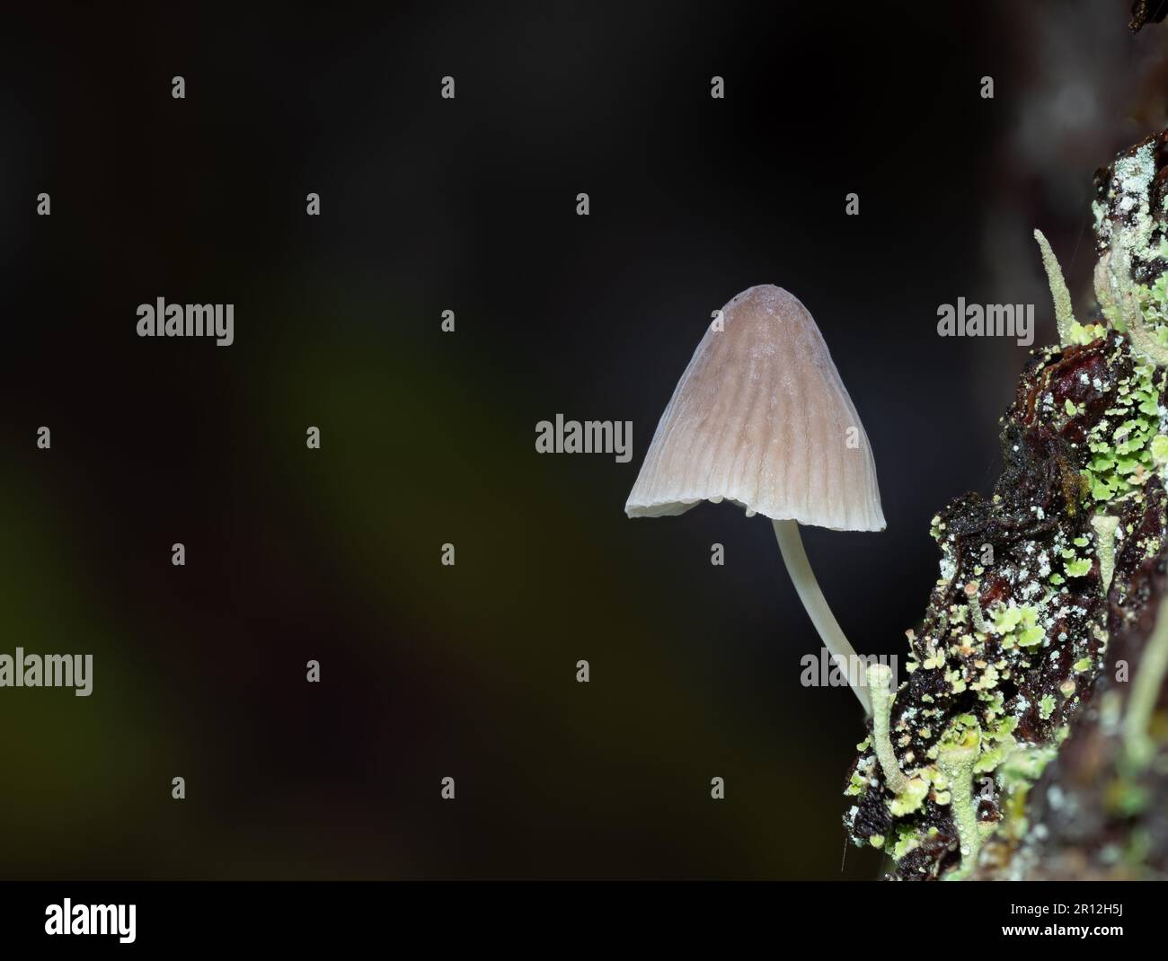 Un'immagine ravvicinata di un fungo terroso situato sulla cima di una roccia mossy in un ambiente densamente boscoso Foto Stock