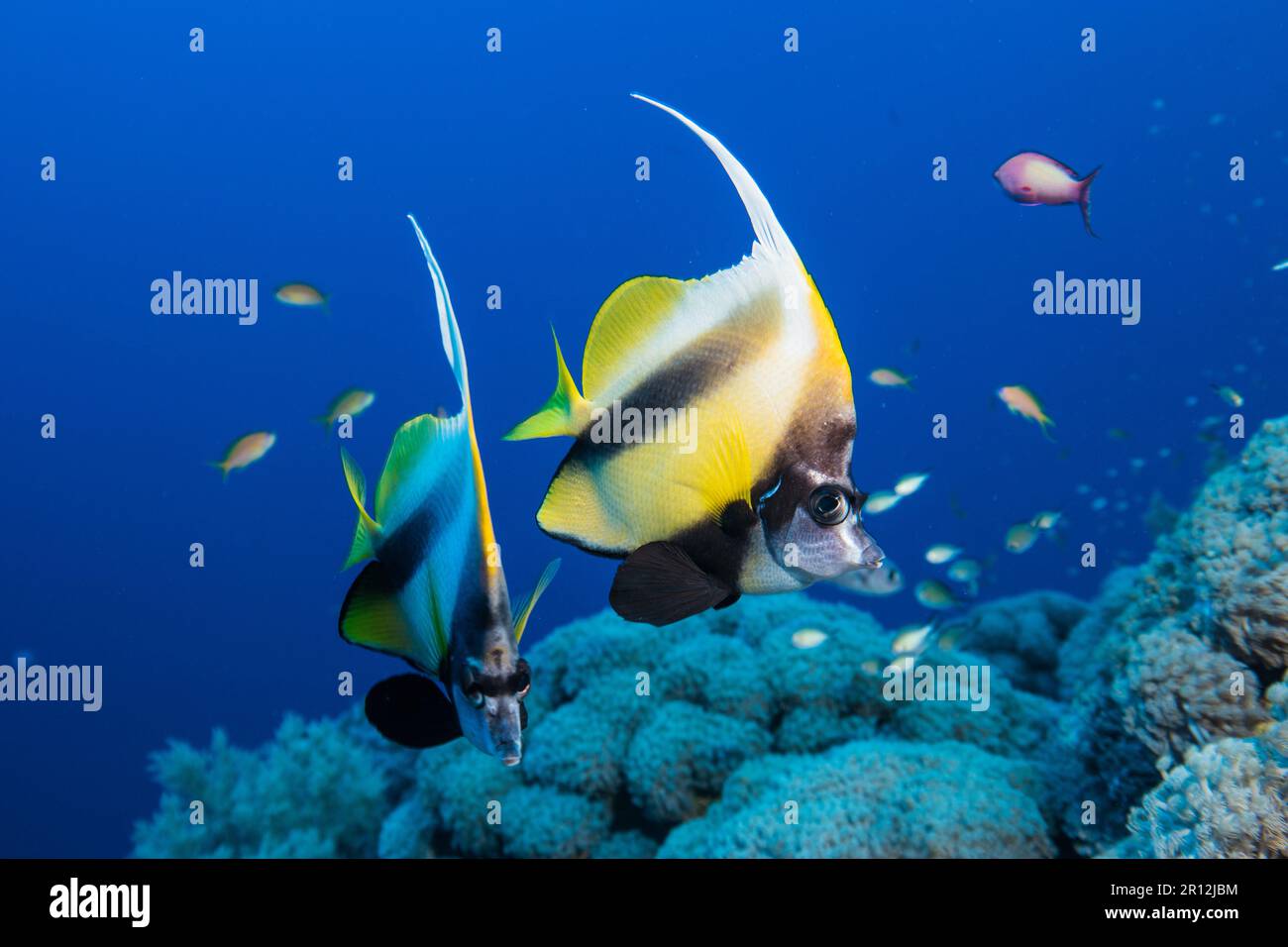 Mar Rosso bannerfish Foto Stock