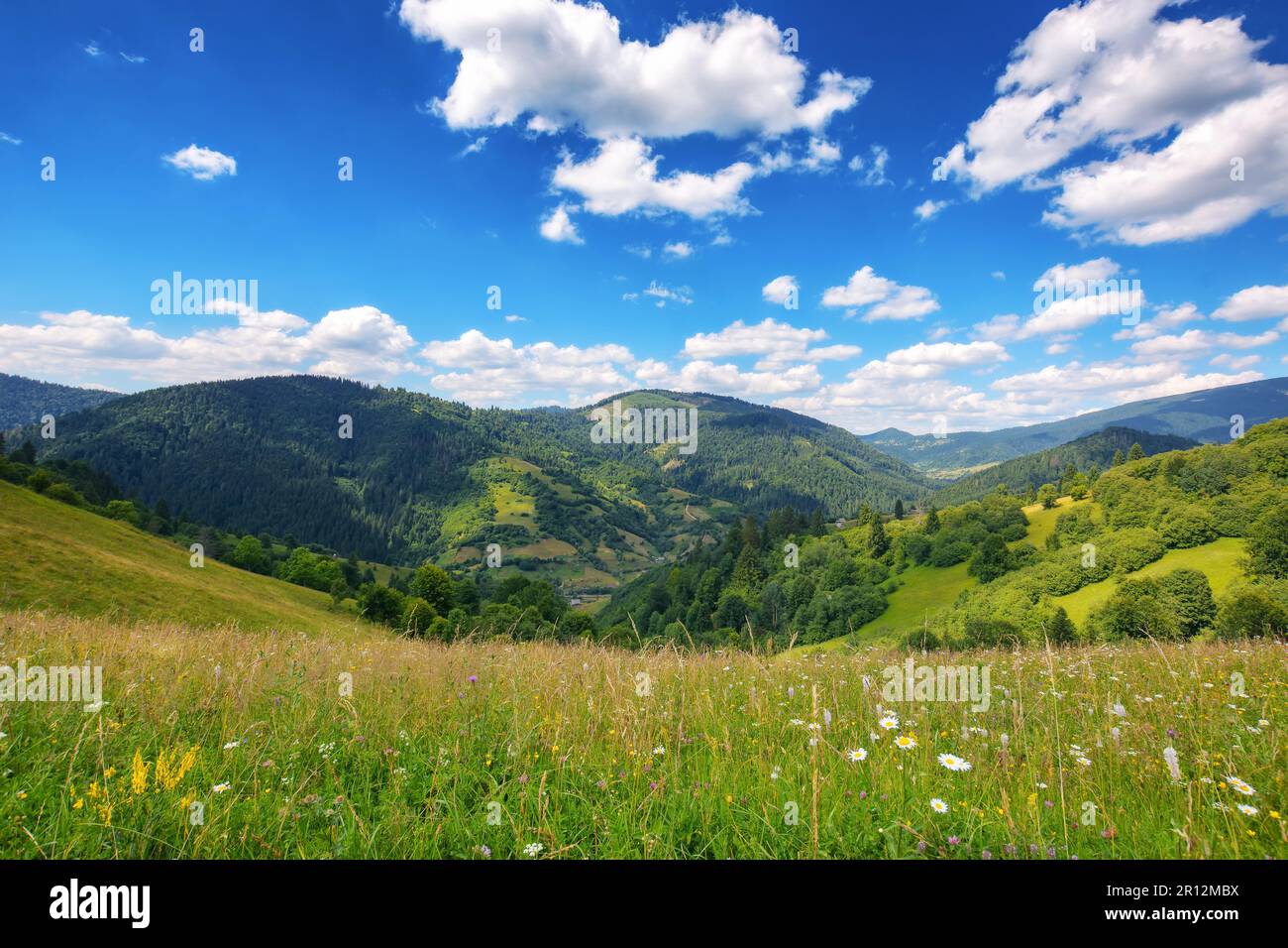 paesaggio erboso prato di montagne ucraine. scenario estivo della campagna carpaatica in una calda giornata di sole Foto Stock paesaggio erboso prato di montagne ucraine. scenario estivo della campagna carpaatica in una calda giornata di sole Foto Stock