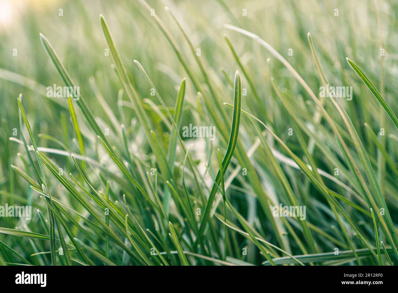 sfondo dell'estate e della primavera. succosa erba verde giovane. Foto Stock