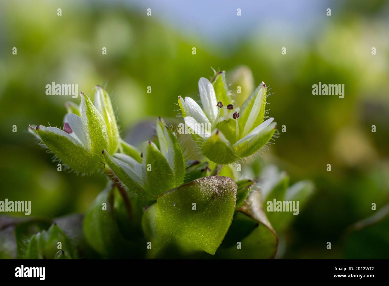 In primavera, Stellaria media cresce in natura. Una pianta erbacea che spesso cresce nei giardini come un erbaccia. Piccoli fiori bianchi su steli verdi carnosi. Foto Stock