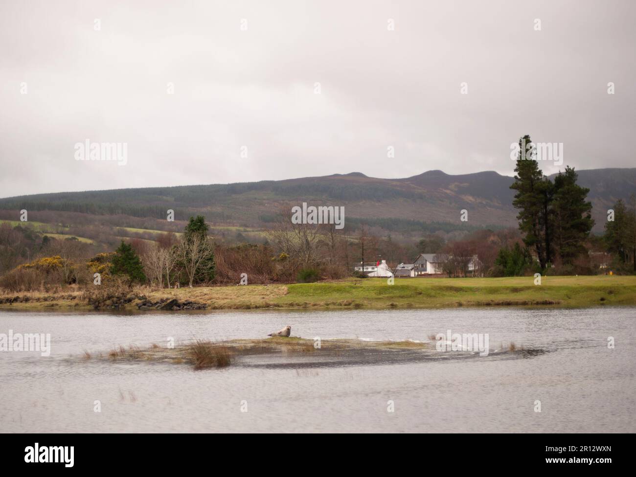 Una foca si inarca nella scena costiera del paesaggio dell'isola di Arran in Scozia, accanto al mare. Foto Stock