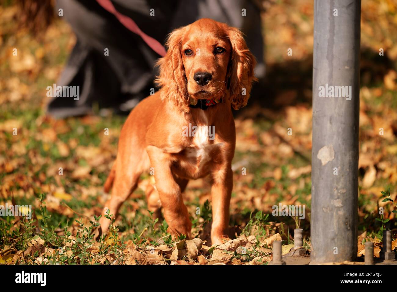 Cucciolo carino con pelliccia rossa/arancione. Circondato da erba verde e foglie autunnali. Ambiente autunnale nel Parco IOR di Bucarest. Foto Stock
