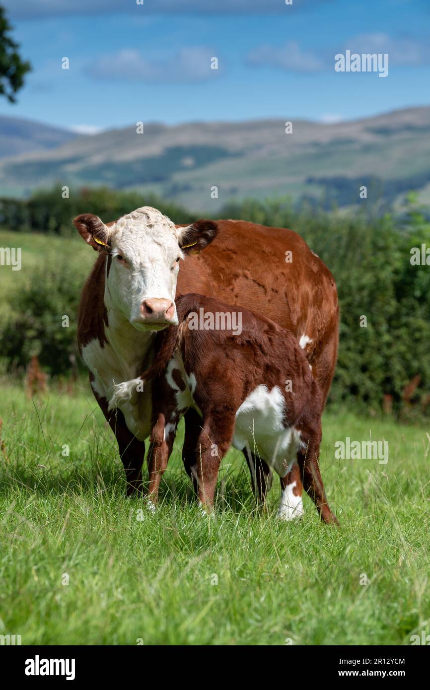 Hereford vitello succhia dalla sua madre in un pascolo montano sul bordo del Howgill Fells in Cumbria, Regno Unito. Foto Stock