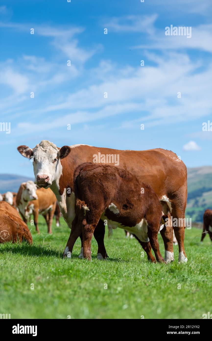 Hereford vitello succhia dalla sua madre in un pascolo montano sul bordo del Howgill Fells in Cumbria, Regno Unito. Foto Stock