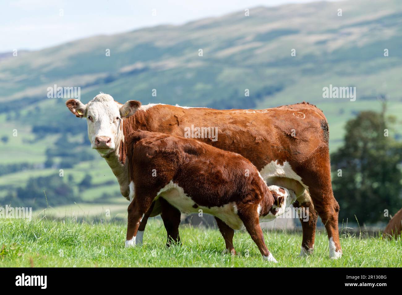 Hereford vitello succhia dalla sua madre in un pascolo montano sul bordo del Howgill Fells in Cumbria, Regno Unito. Foto Stock