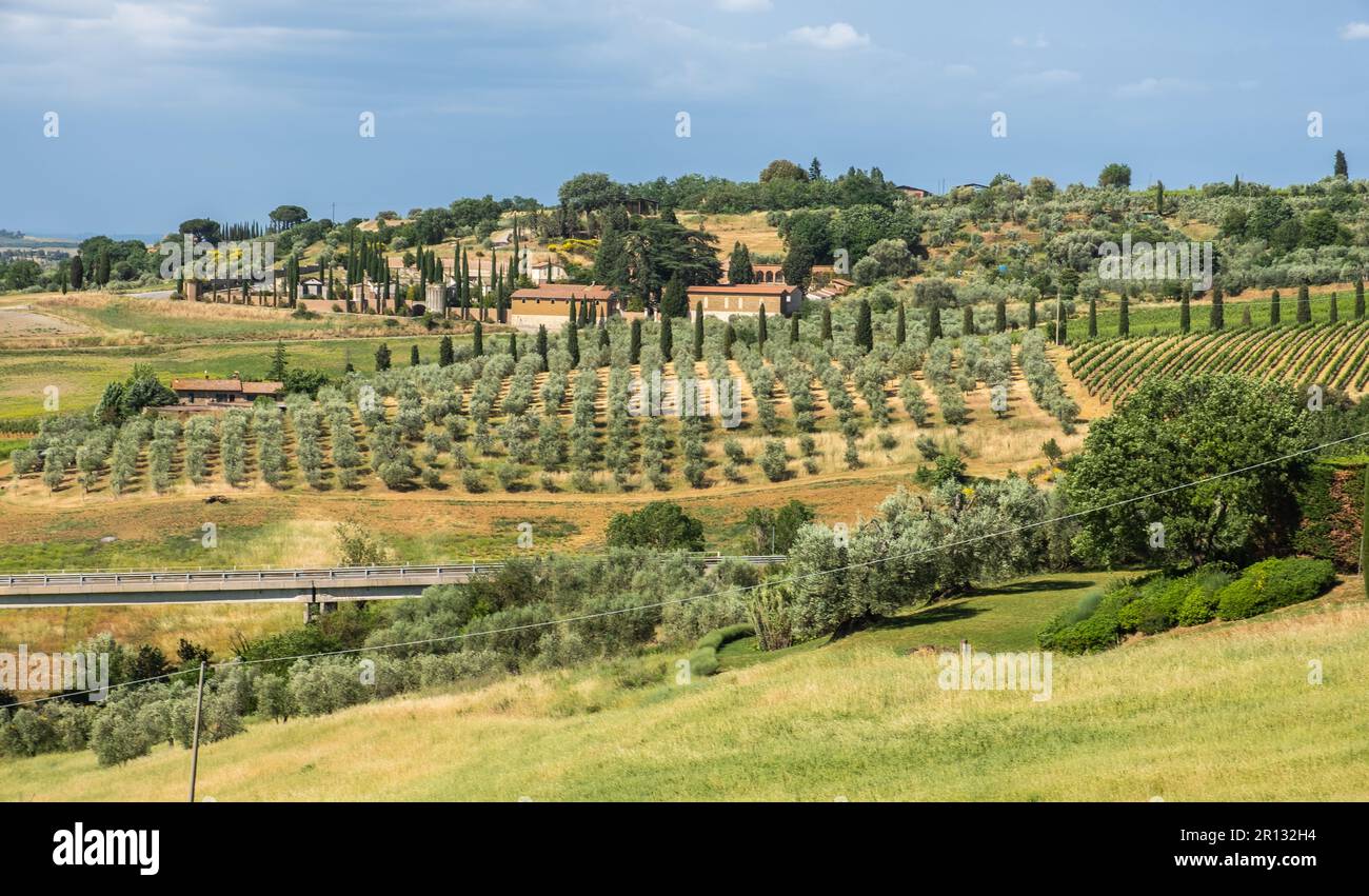 Paesaggio toscano con colline, vigneti e oliveti - provincia di Siena, Italia centrale - Europa Foto Stock