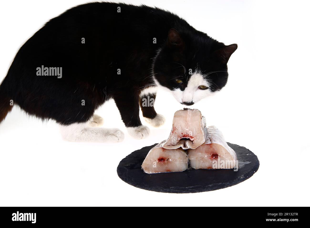 Il gatto vuole mangiare il pesce sulla tavola，su uno sfondo bianco Foto Stock