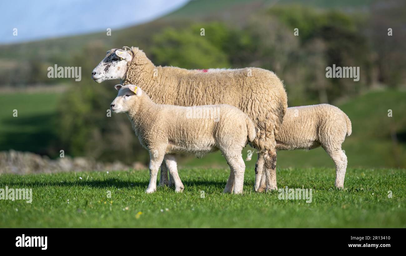 Texdale pecora, una pecora ibrida crossbred di un'pecora paledale sorrita da un montone di texel, con agnelli a piedi su un pascolo di alto livello. North Yorkshire, Regno Unito. Foto Stock