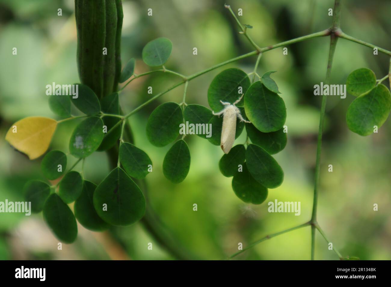 Primo piano di una falce color crema di pelliccia appollaiata sopra un foglietto di un bastone e il ramoscello Foto Stock