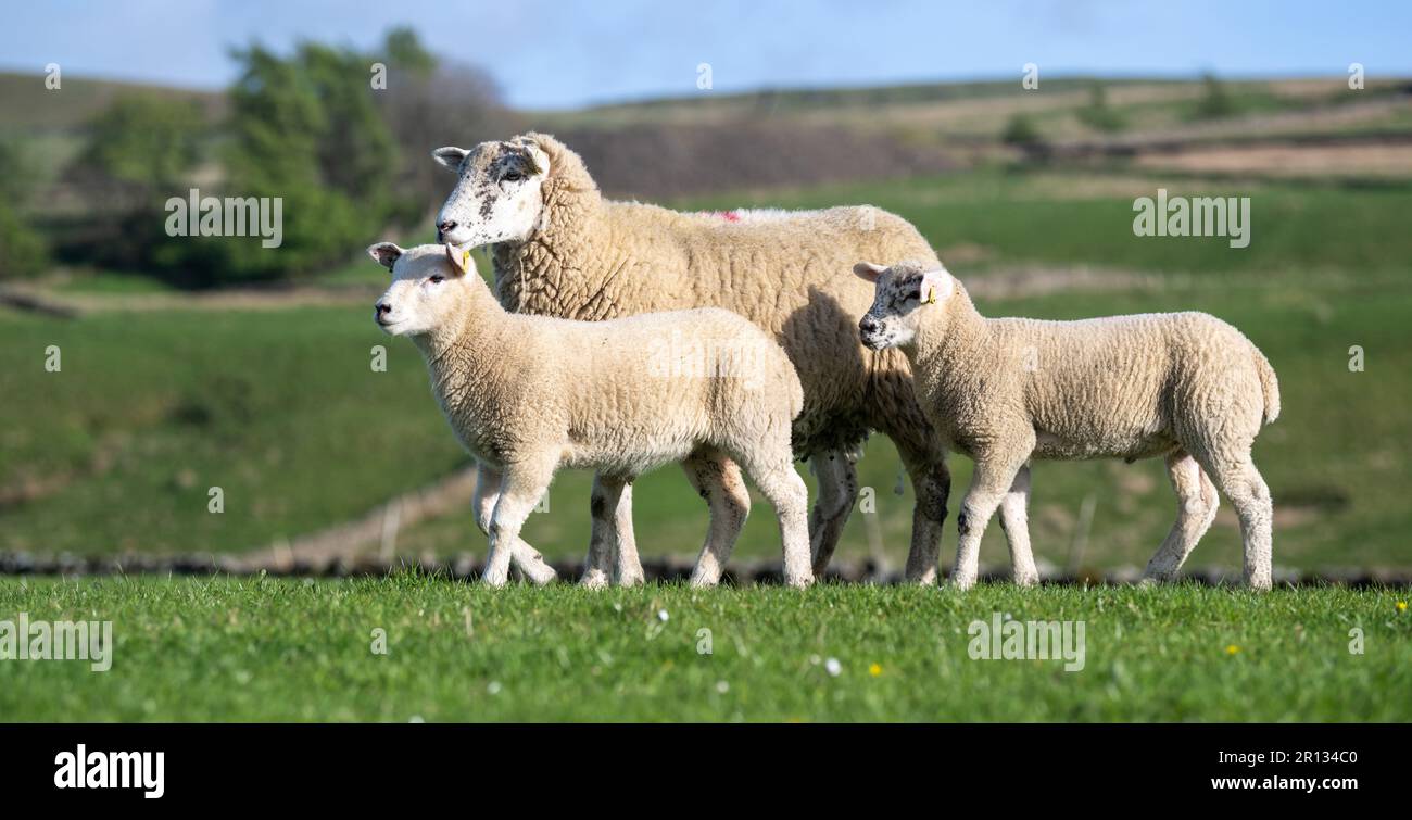Texdale pecora, una pecora ibrida crossbred di un'pecora paledale sorrita da un montone di texel, con agnelli a piedi su un pascolo di alto livello. North Yorkshire, Regno Unito. Foto Stock